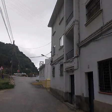 Ave Ibis Eremita Vejer Cádiz